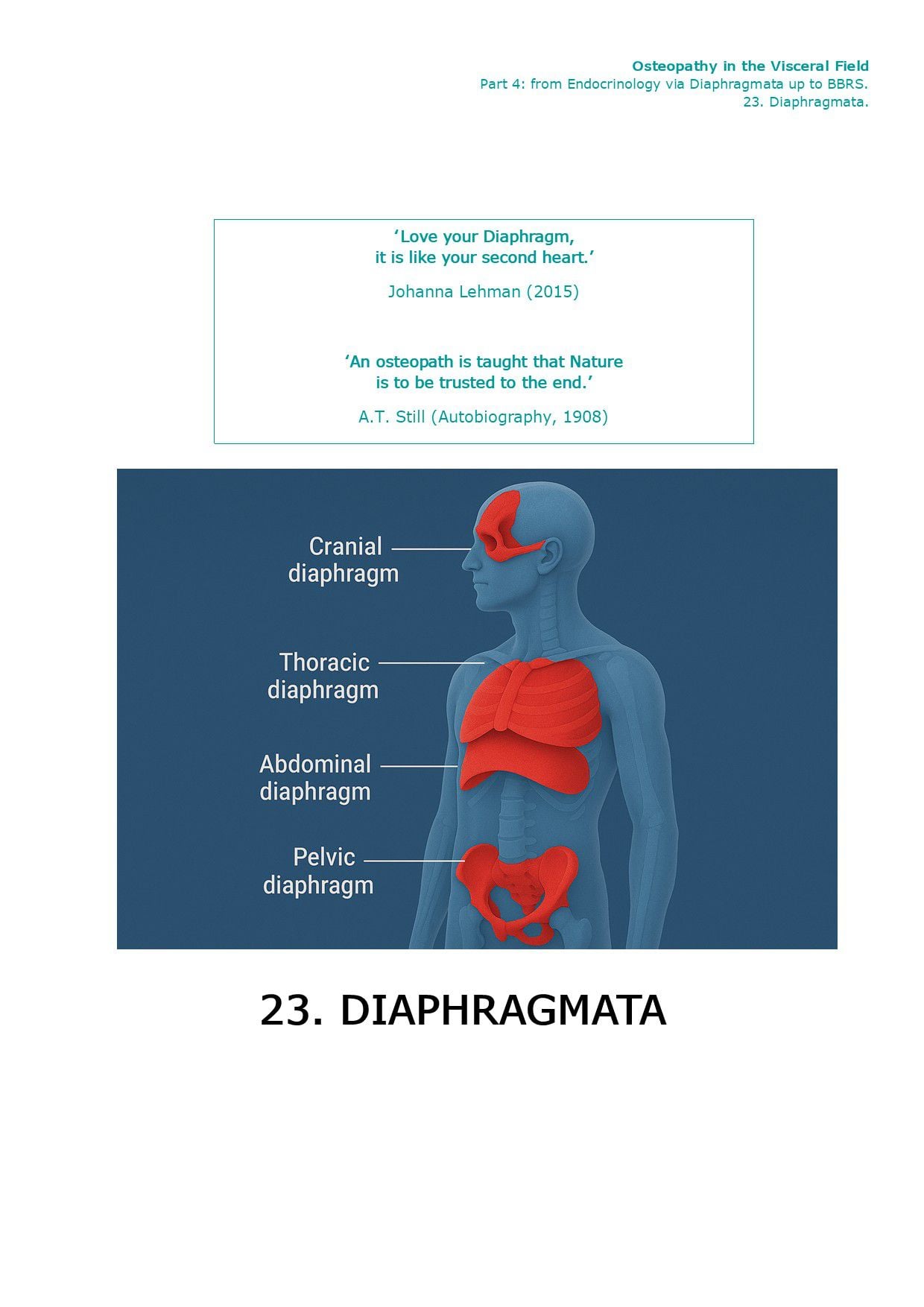 Front page Part IV · 23.3 — Diaphragm Abdominalis