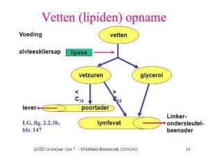 opname van vetten