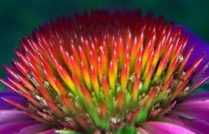 echinacea een genezend kruid