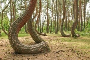 oud worden & jong blijven: van kromme bomen zaagt men tenminste geen planken